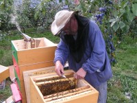 Predaj medu cez e-shop na tejto stránke - Slovenský med priamo od včelára